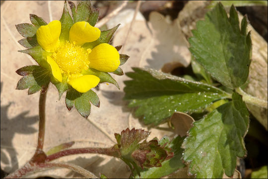 Image of Yellow-flowered Strawberry