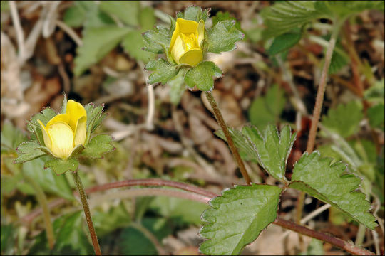 صورة <i>Duchesnea indica</i>