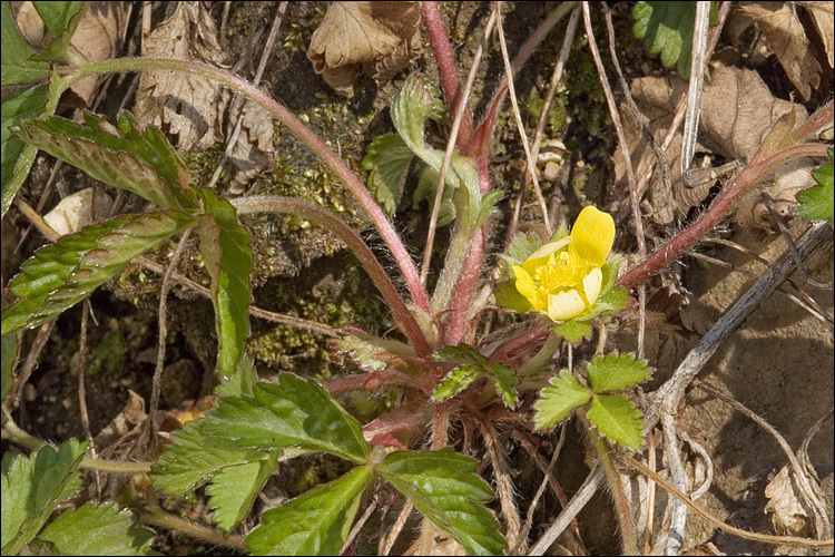 صورة <i>Duchesnea indica</i>