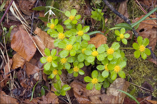 Image of <i>Hacquetia epipactis</i>