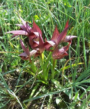 Image of <i>Serapias orientalis</i> ssp. <i>apulica</i>