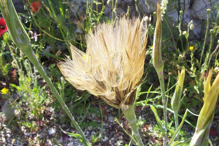Image of salsify