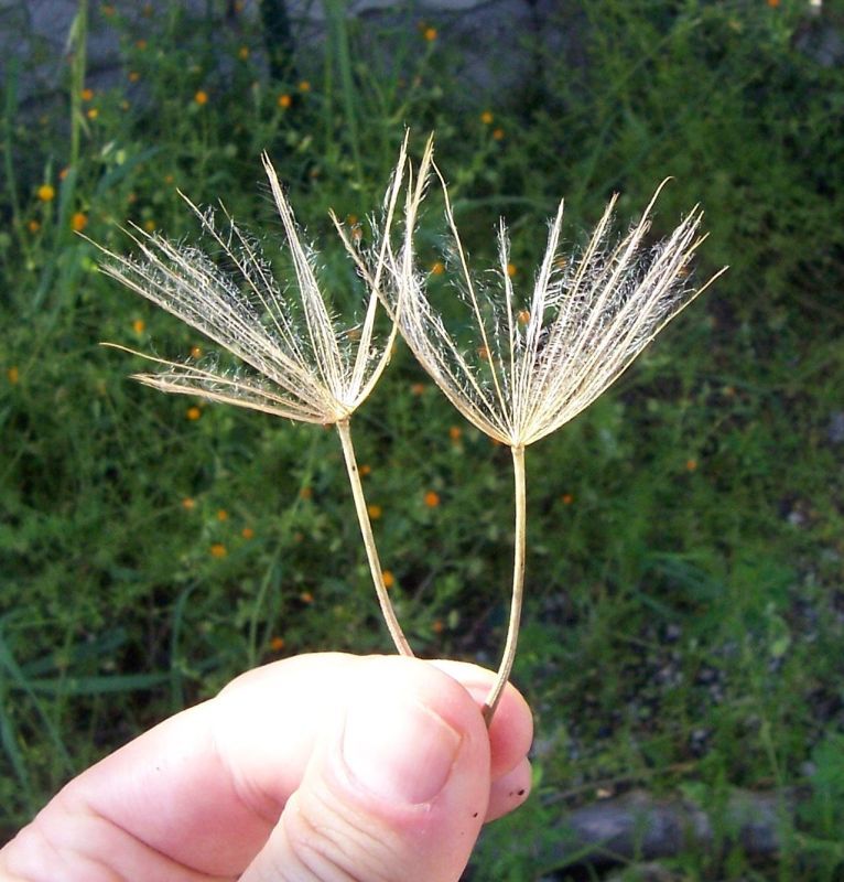 Image of salsify