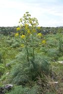 Image of Giant Fennel