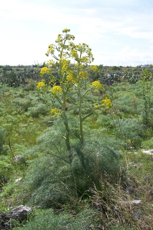 Ferula communis L. resmi