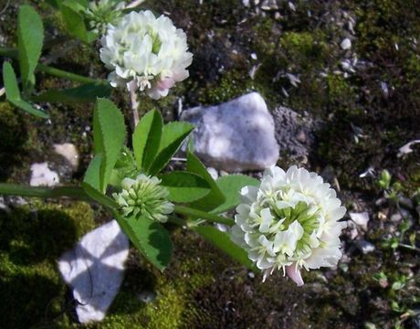 Image of white clover