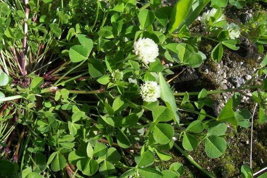 Image of white clover