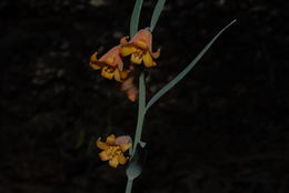 Image of Butte County fritillary