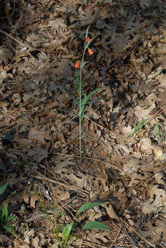 Image of Butte County fritillary