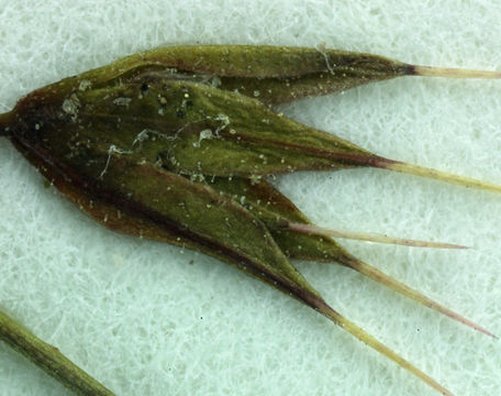 Image of threelobe oxytheca