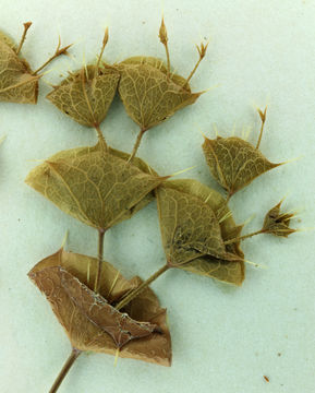 Image of roundleaf oxytheca