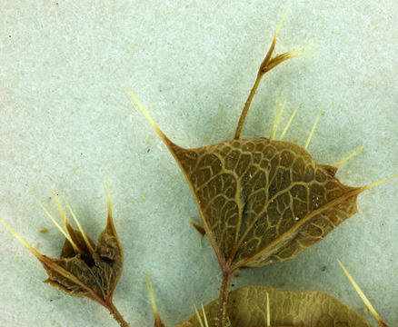 Image of roundleaf oxytheca