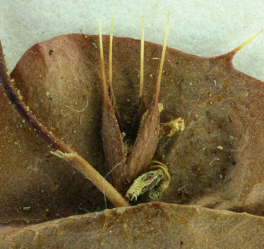 Image of roundleaf oxytheca