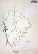 Acanthoscyphus parishii var. goodmaniana (Ertter) Reveal的圖片