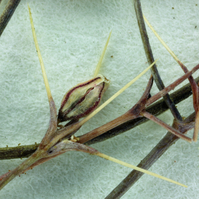 Acanthoscyphus parishii var. goodmaniana (Ertter) Reveal的圖片