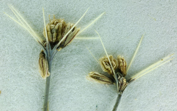 Image of Cienega Seca oxytheca