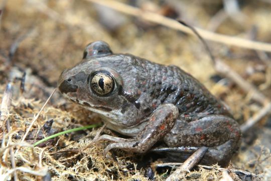 Image of Common Spadefoot