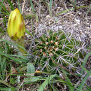 Image of Echinopsis aurea Britton & Rose
