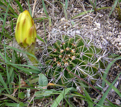 Image of Echinopsis aurea Britton & Rose