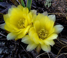 Image of Echinopsis aurea Britton & Rose