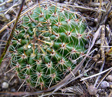 Image of Echinopsis aurea Britton & Rose