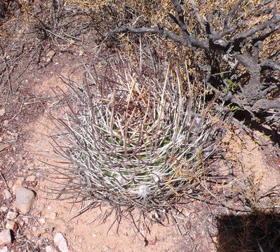 Image de Echinopsis ferox (Britton & Rose) Backeb.