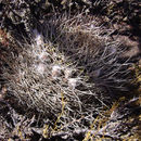 Image of Echinopsis ferox (Britton & Rose) Backeb.