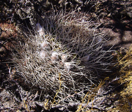 Plancia ëd Echinopsis ferox (Britton & Rose) Backeb.