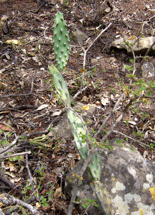 Image of Opuntia anacantha Speg.