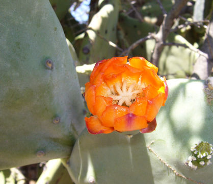 Opuntia quimilo K. Schum. resmi