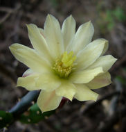 Image of Opuntia salmiana J. Parm. ex Pfeiff.