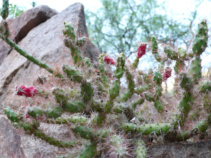 Image de Opuntia salmiana J. Parm. ex Pfeiff.