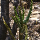 Image de Opuntia salmiana J. Parm. ex Pfeiff.