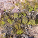 Image of Opuntia schickendantzii F. A. C. Weber