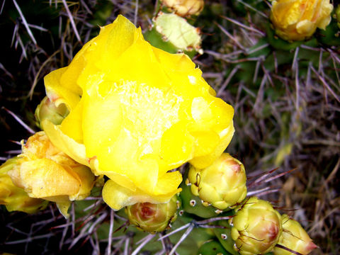 Image of Opuntia sulphurea G. Don ex Loudon