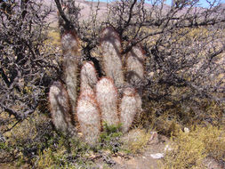 Image of Oreocereus trollii Kupper