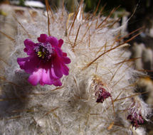 Image of Oreocereus trollii Kupper