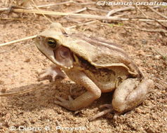 صورة Rhinella ornata (Spix 1824)