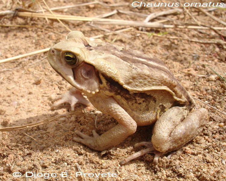 صورة Rhinella ornata (Spix 1824)