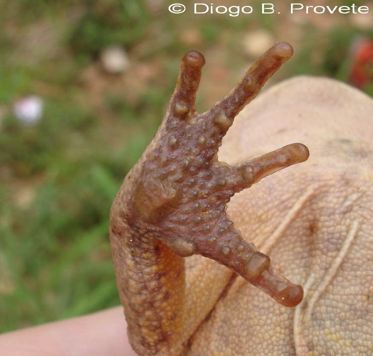 صورة Rhinella ornata (Spix 1824)