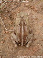 صورة Rhinella ornata (Spix 1824)