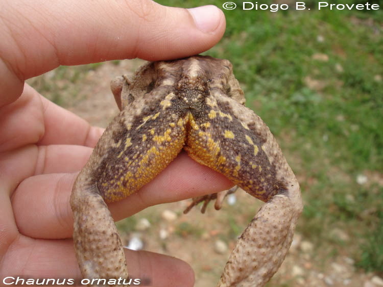 صورة Rhinella ornata (Spix 1824)