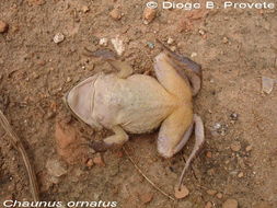 صورة Rhinella ornata (Spix 1824)