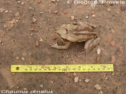 صورة Rhinella ornata (Spix 1824)