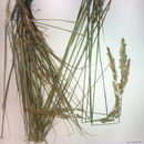 Image of serpentine reedgrass