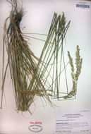 Image of serpentine reedgrass