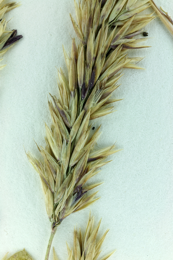 Image of serpentine reedgrass