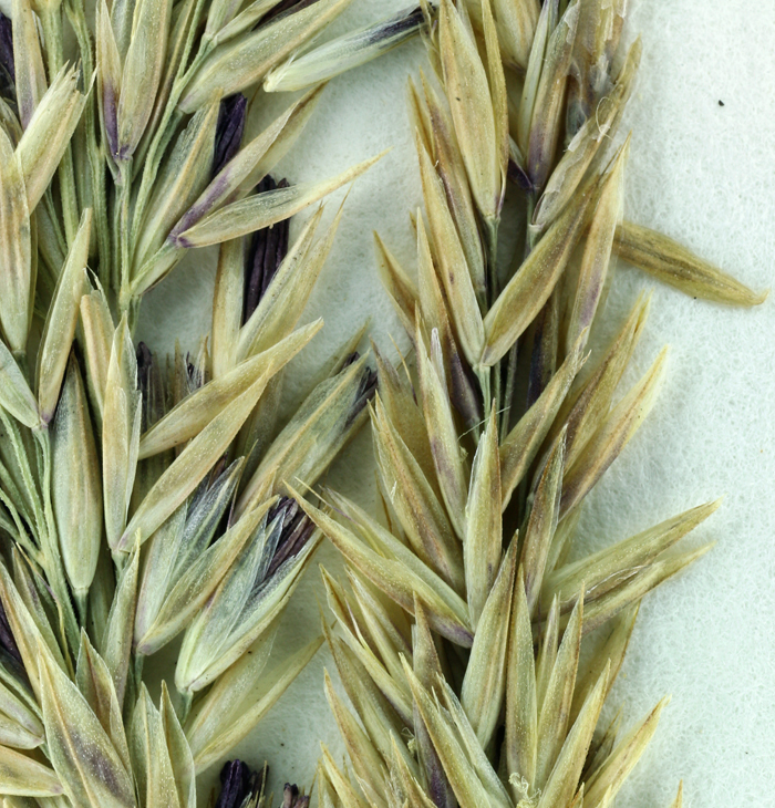 Image of serpentine reedgrass