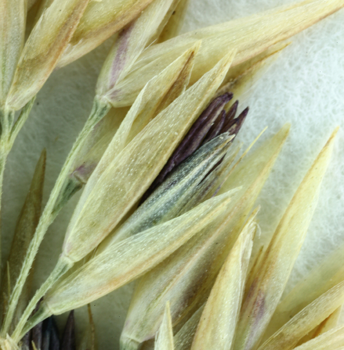 Image of serpentine reedgrass