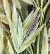 Image of serpentine reedgrass